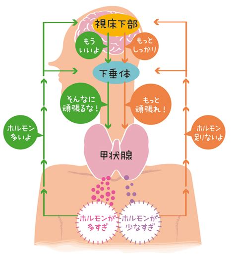 生理作用|甲状腺ホルモン｜内分泌